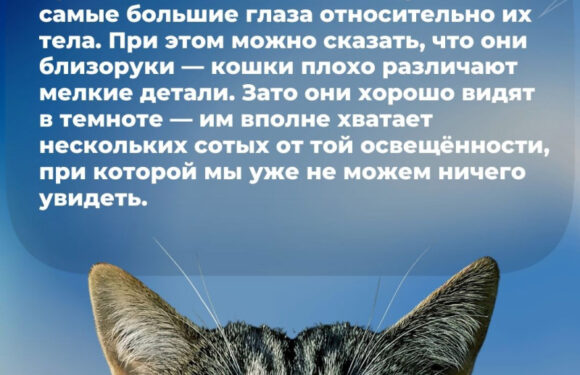 Интересные факты о кошках