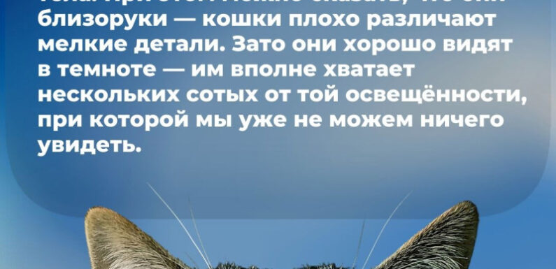 Интересные факты о кошках