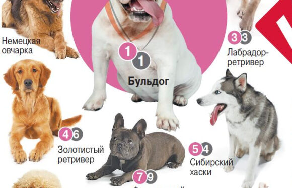 Самые популярные породы собак