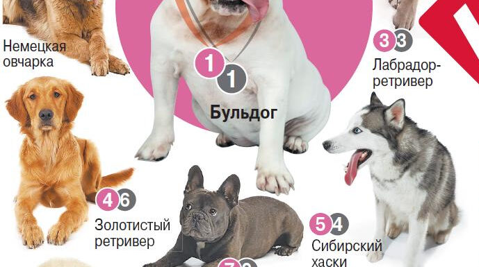 Самые популярные породы собак