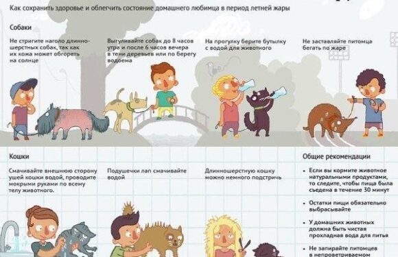 Советы по уходу за питомцами